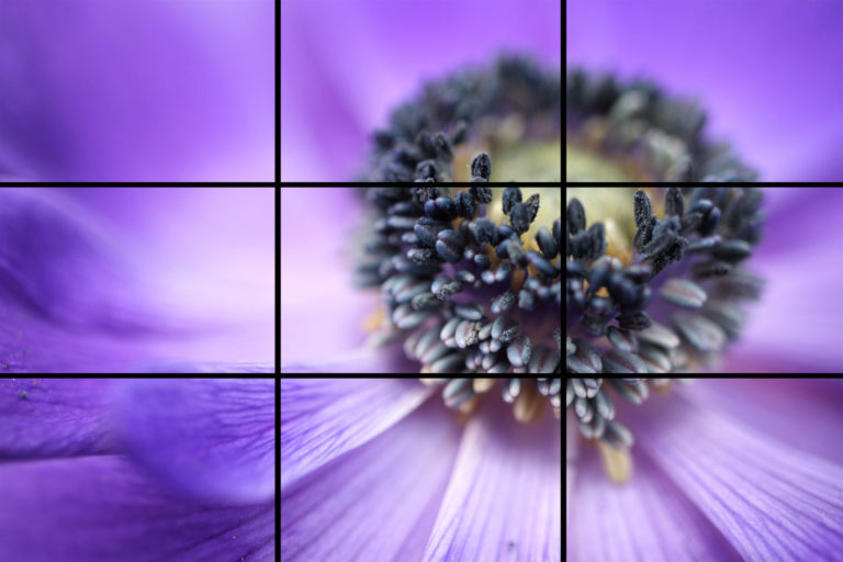 Flower image with grid