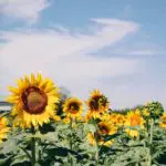 sunflower fiels