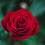 red flower rose