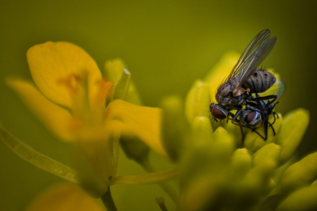 Housefly Nature Photography